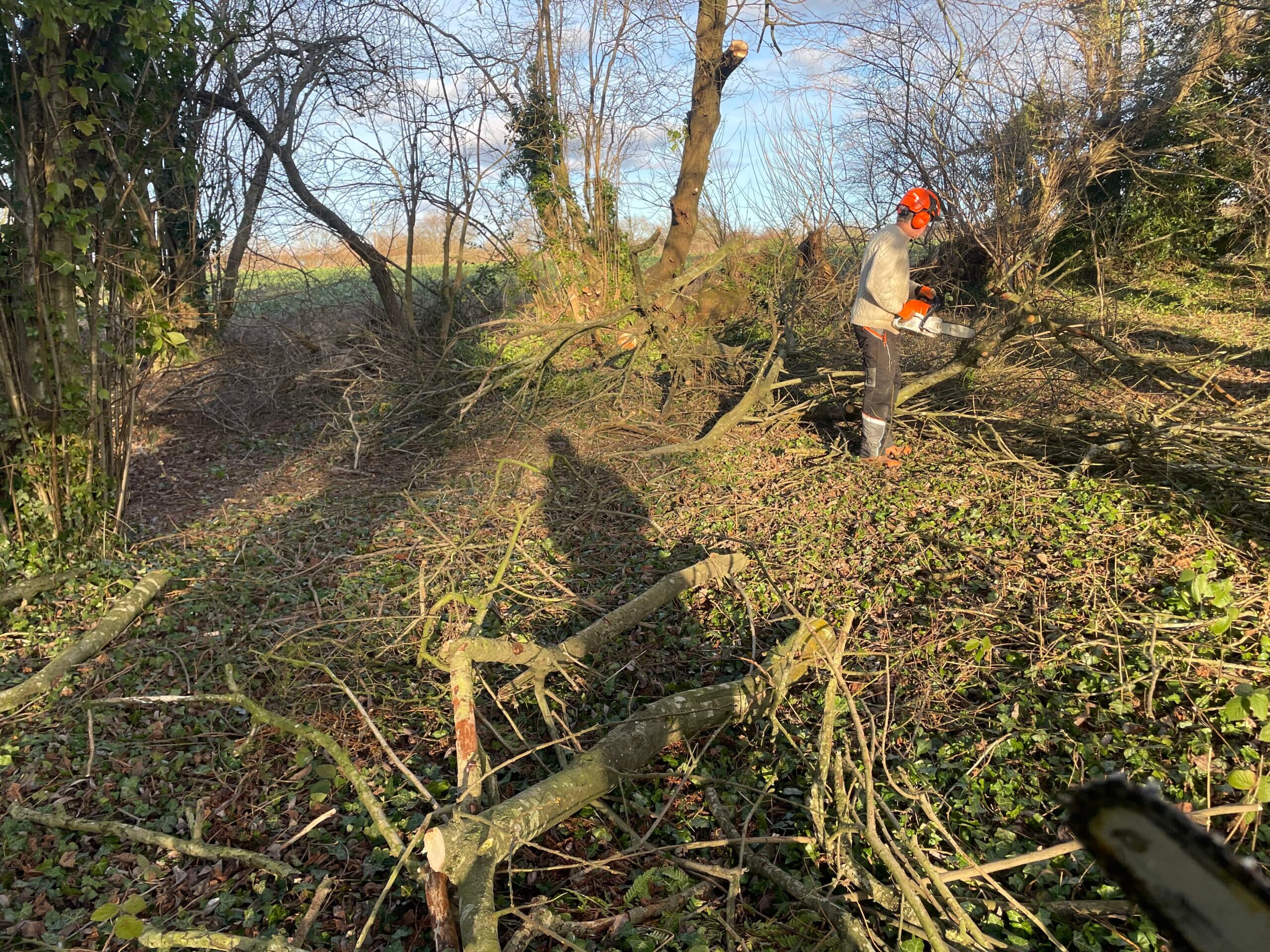 Tree Pruning & Reductions