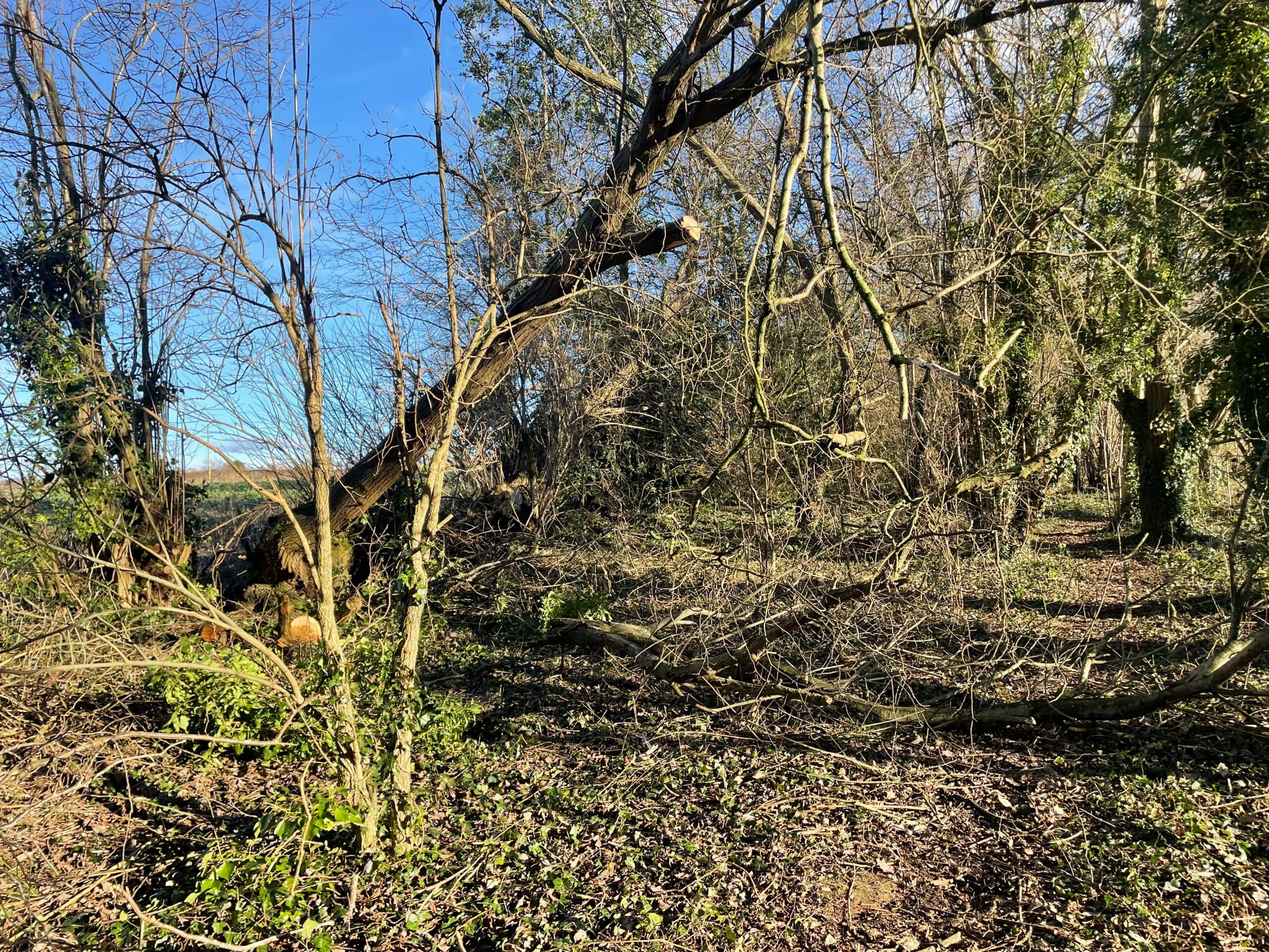 Woodland Tree Cutting and Clearance