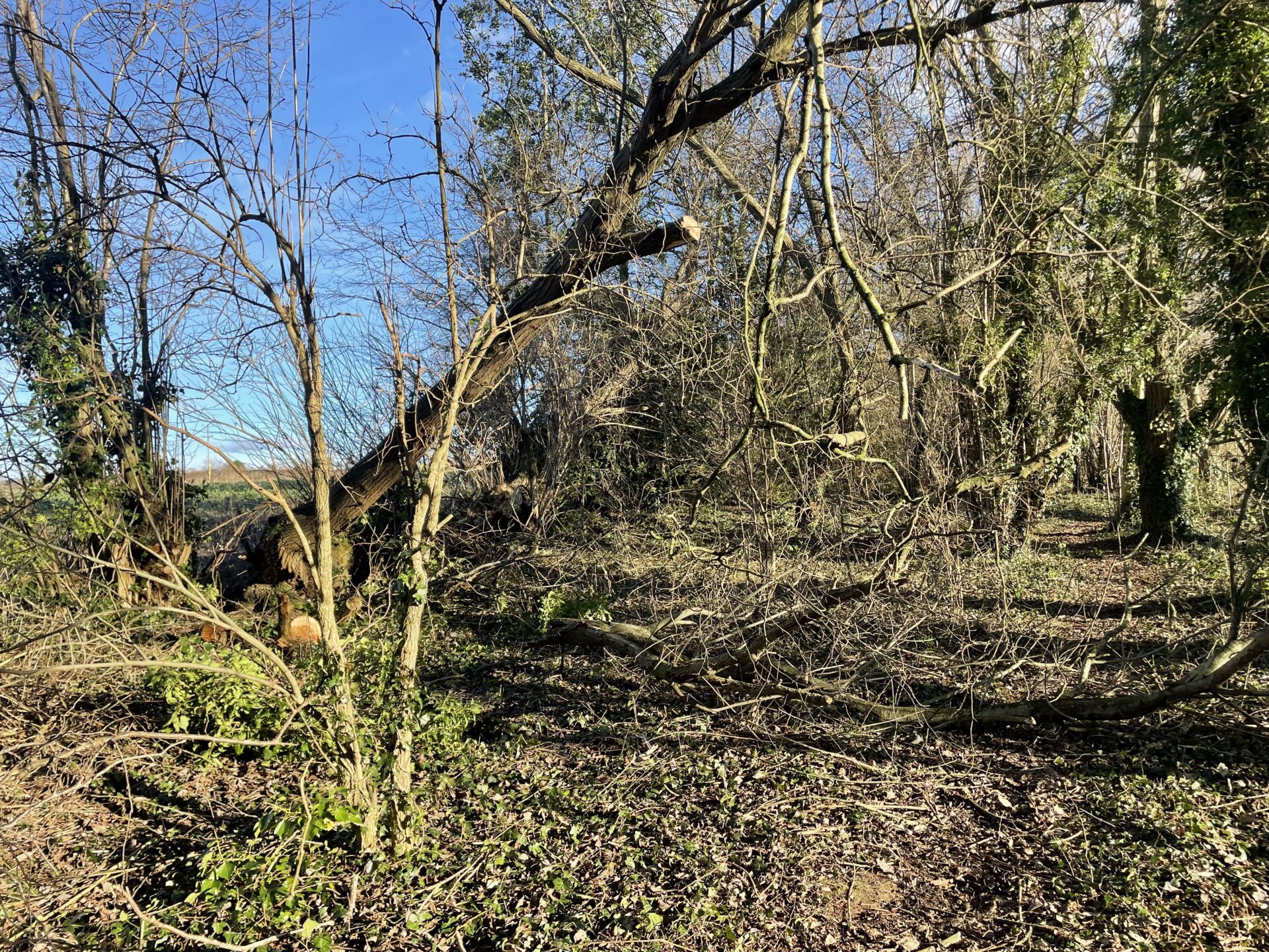 Woodland Tree Cutting and Clearance 1 tree-clearance-in-leominster