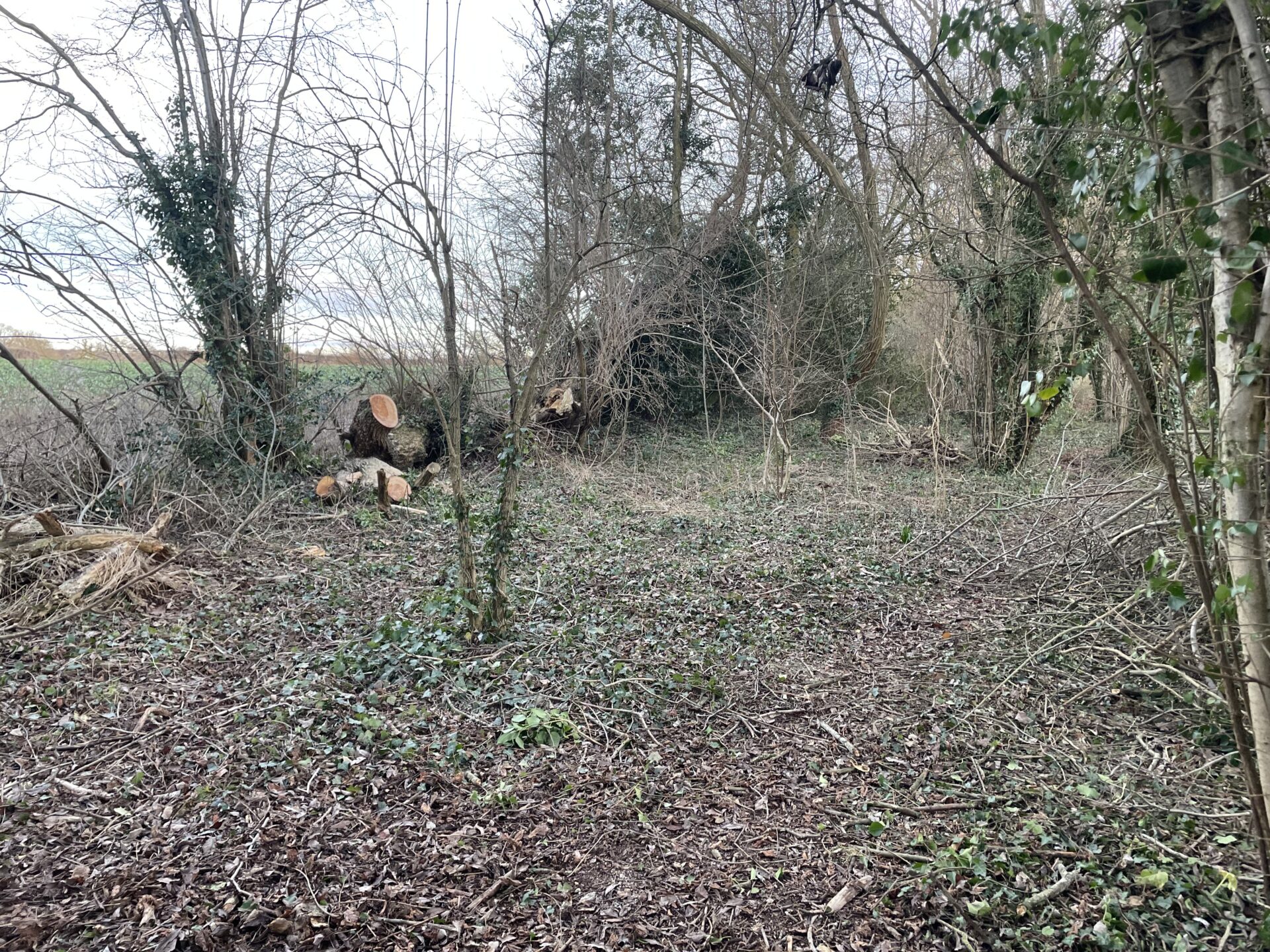 Woodland Tree Cutting and Clearance 3 tree-cleared-in-leominster-woodland