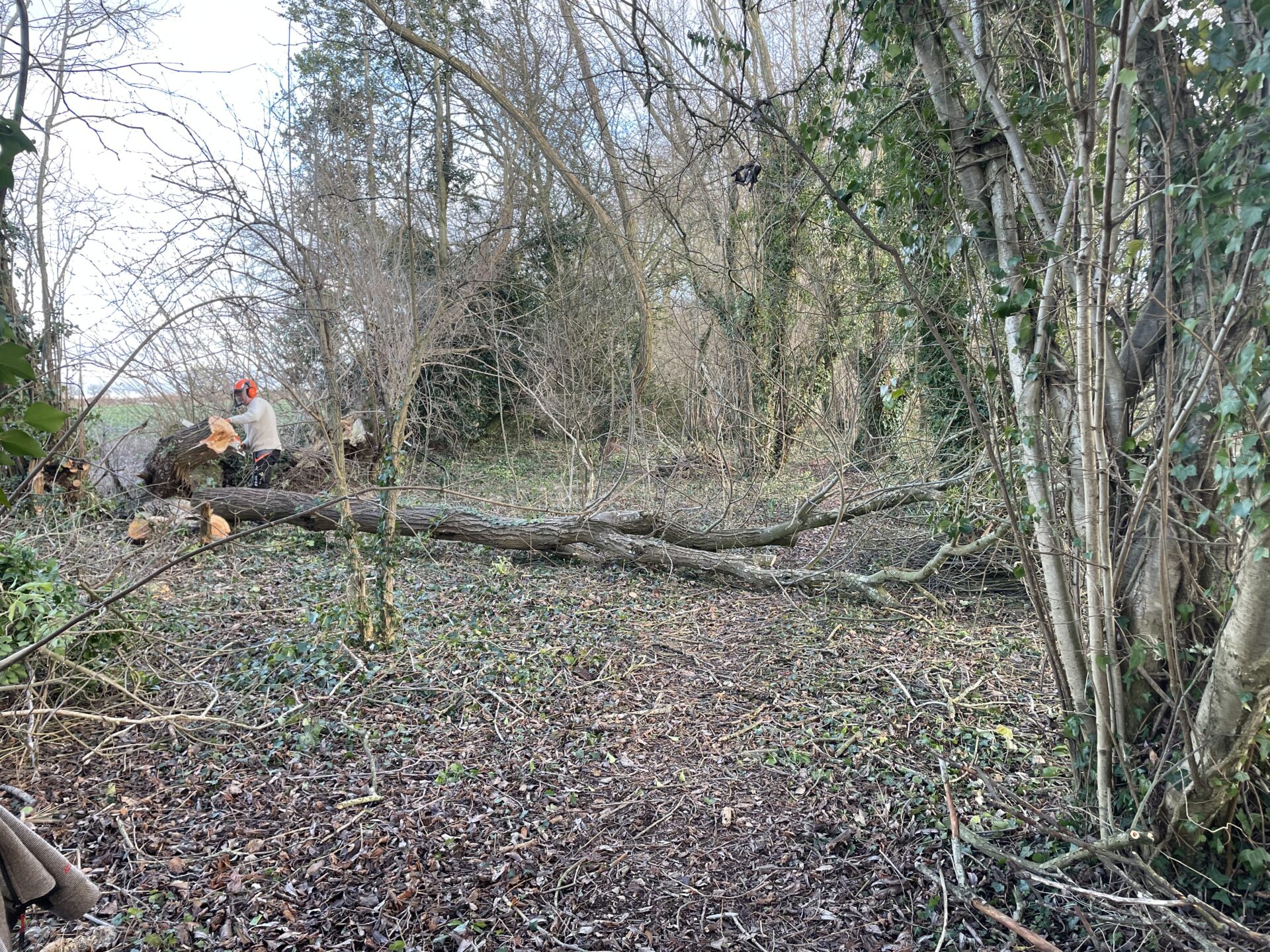 tree-felling-hereford
