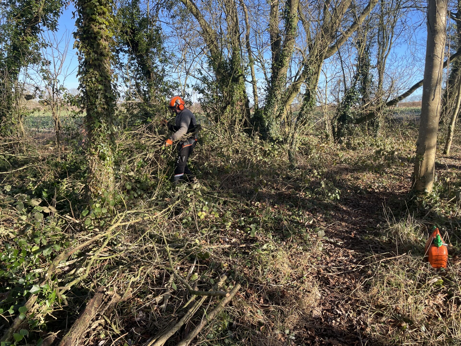tree-pollarding-hereford