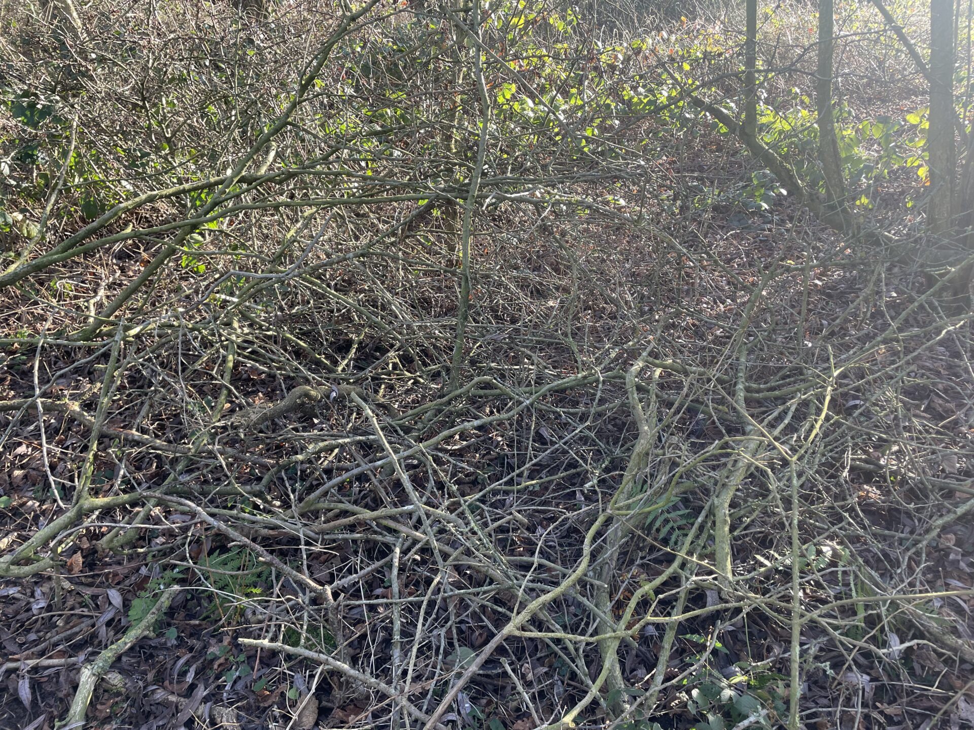 tree-pruning-hereford