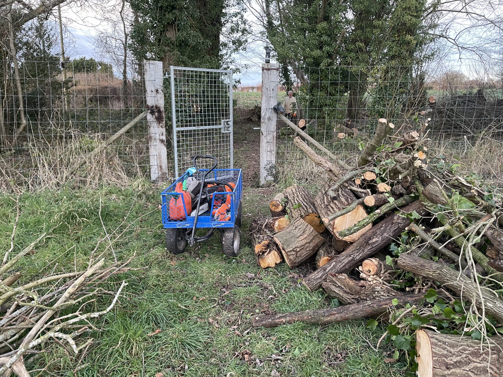 tree-removal-in-leominster